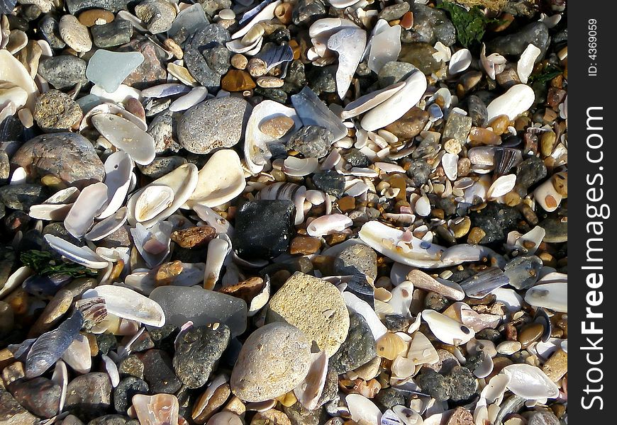 Mussels shore - much shels and rocks on the beach