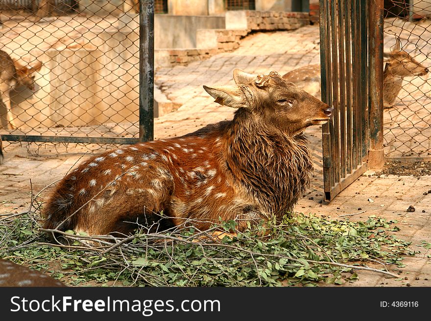 Deer Animals china beijing asia