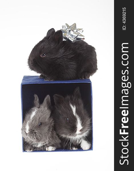 Three bunny and a blue gift box, isolated
