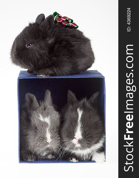 Three bunny and a blue gift box, isolated