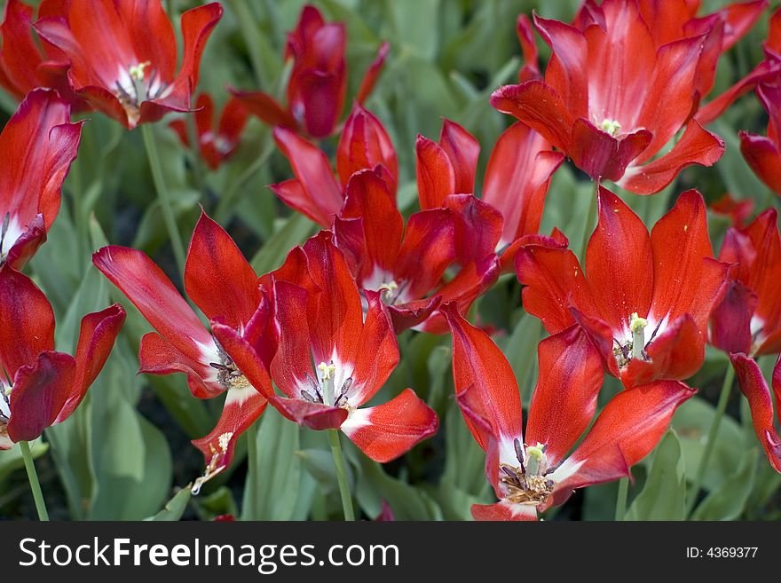 Close up of the red tulips petals