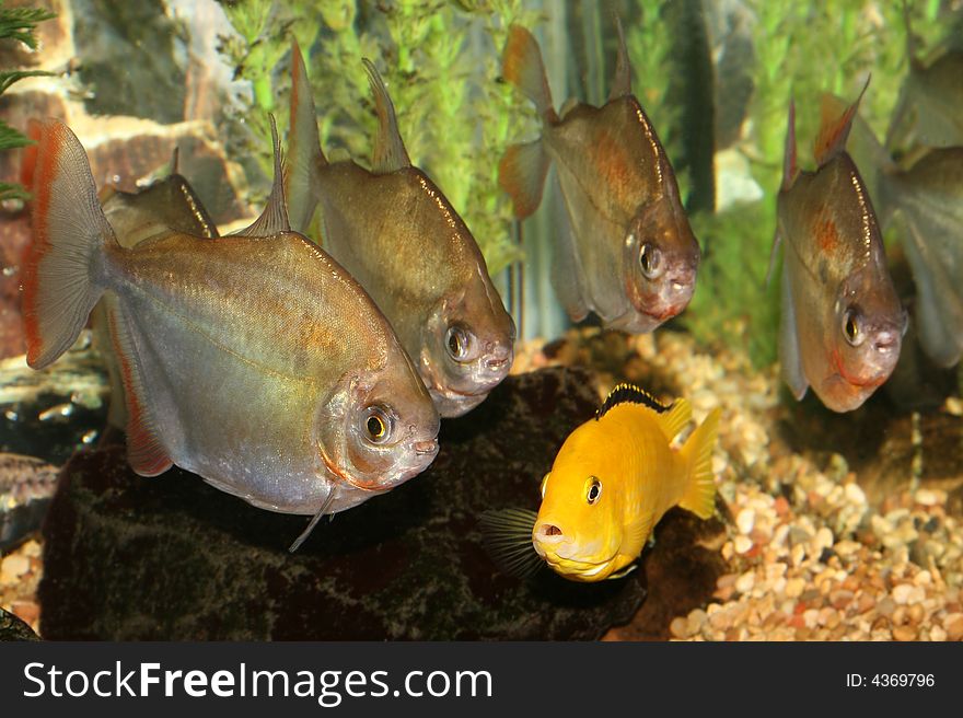Yellow cichlid surrounded by silver Dollar fishes. Yellow cichlid surrounded by silver Dollar fishes