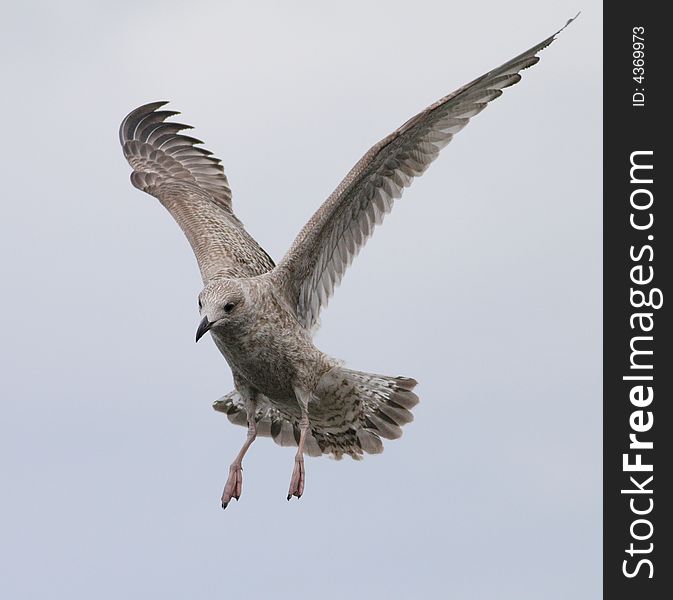 A seagull about to land