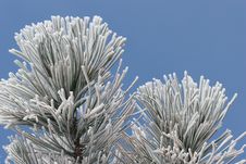 Ice Frost On Pine Tree Stock Photography Ice Frost On Pine Tree Stock Photography