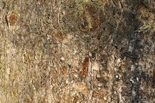 Tree Bark Texture Royalty Free Stock Images