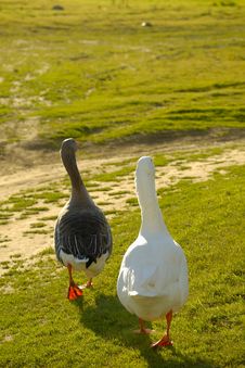 Two Geese Walking Stock Photos Two Geese Walking Stock Photos