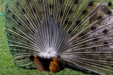 Peafowl Stock Images