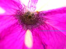 Petunia Royalty Free Stock Image Petunia Royalty Free Stock Image