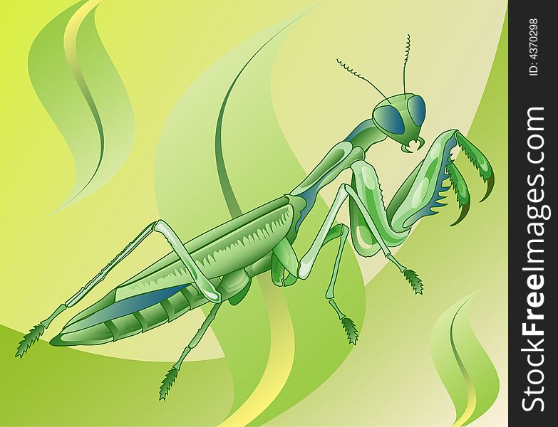 Insect mantis is going eat in grass, illustration