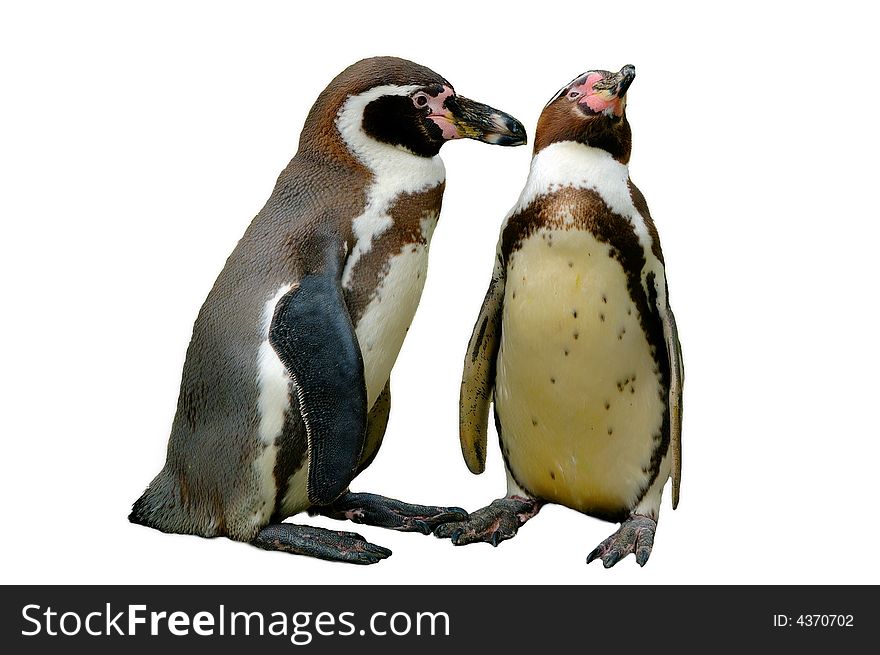 Isolated pair of courting penguins. Isolated pair of courting penguins