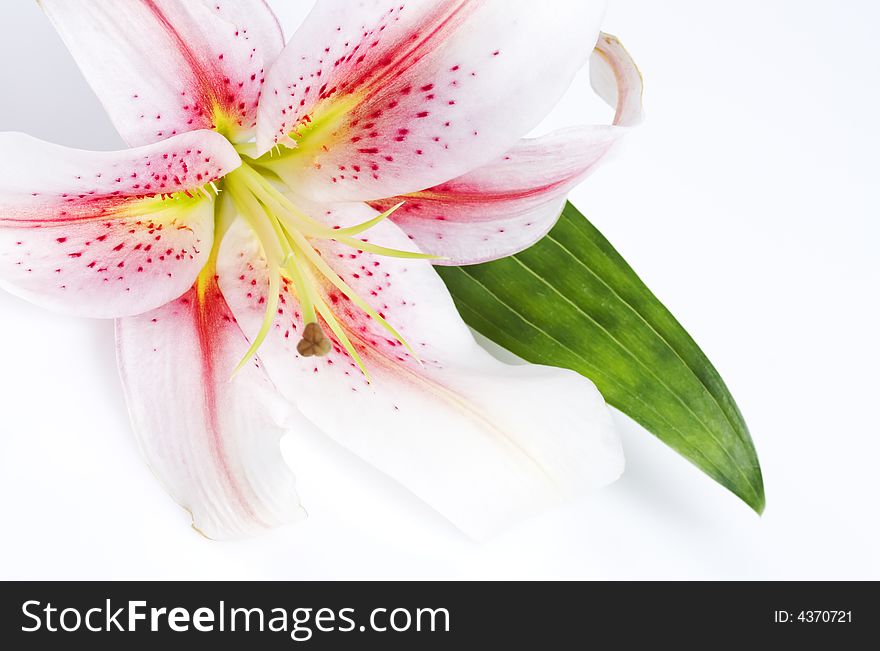 Close-up of delicate lily