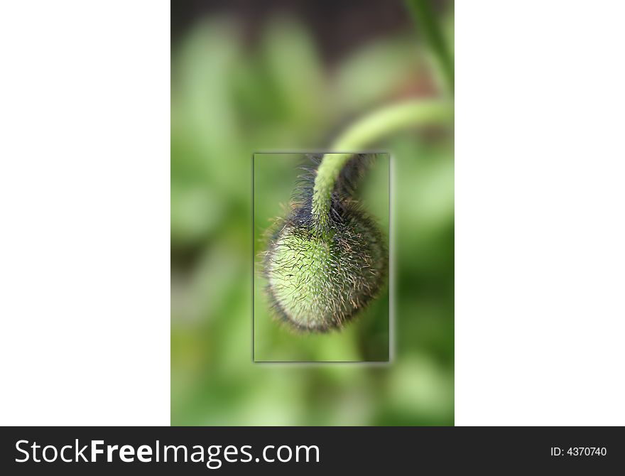 Close Up Of A Flower Bud