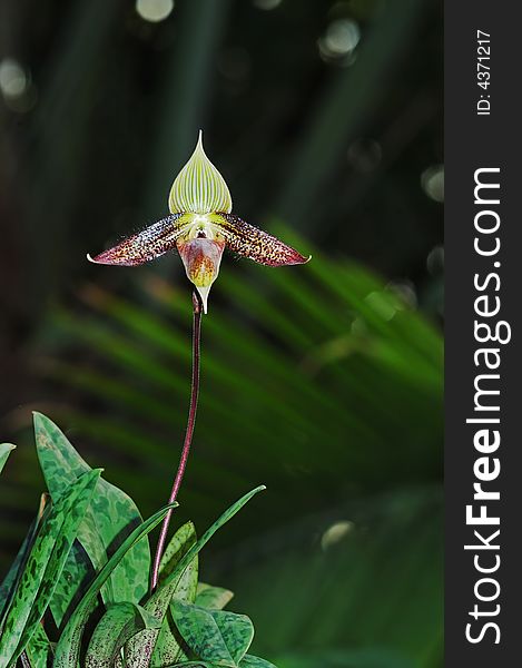 Image of orchid flower on dark  background.long branchã€‚