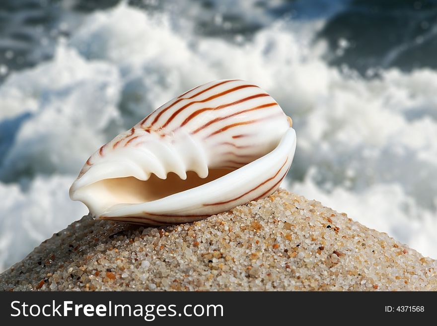 Seashell isolated wave as background