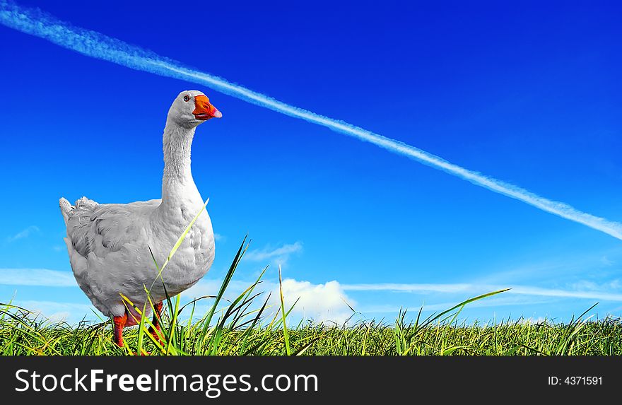 Dispersal field.  Goose, beautiful proud bird. A vapour trail is crossed by bright blue sky above a juicy green grass.