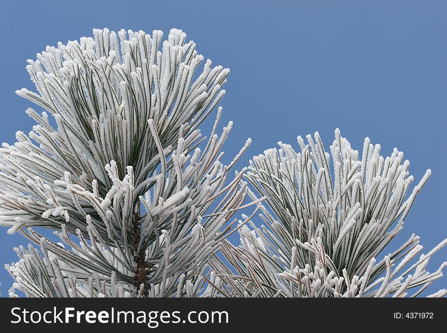 Ice Frost on Pine Tree