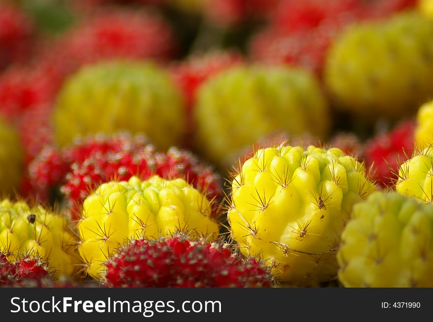 Colorful Africa Tropical gardens cactus