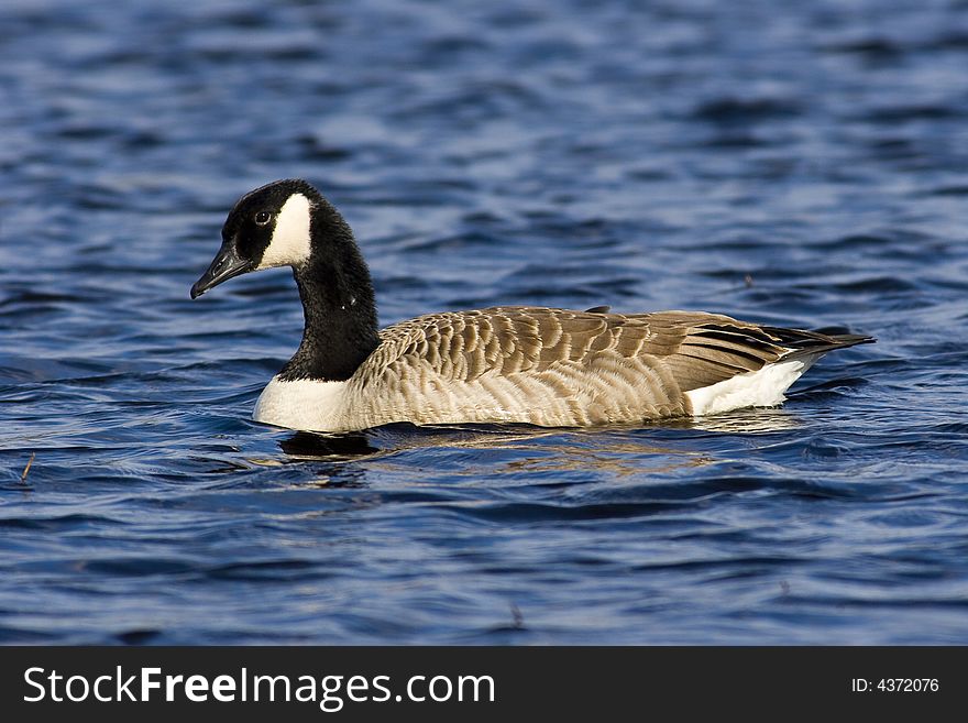 A canadian goose in a cold blue lake