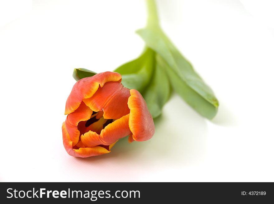 Red tulips on a white background. Red tulips on a white background