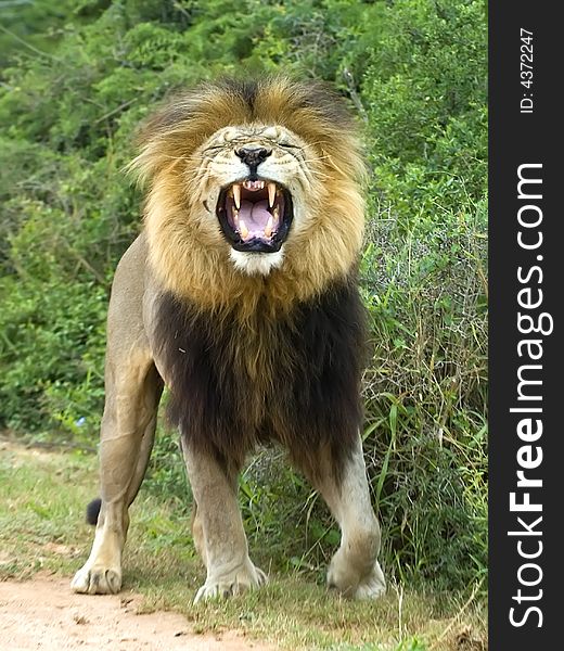 Laughing Lion