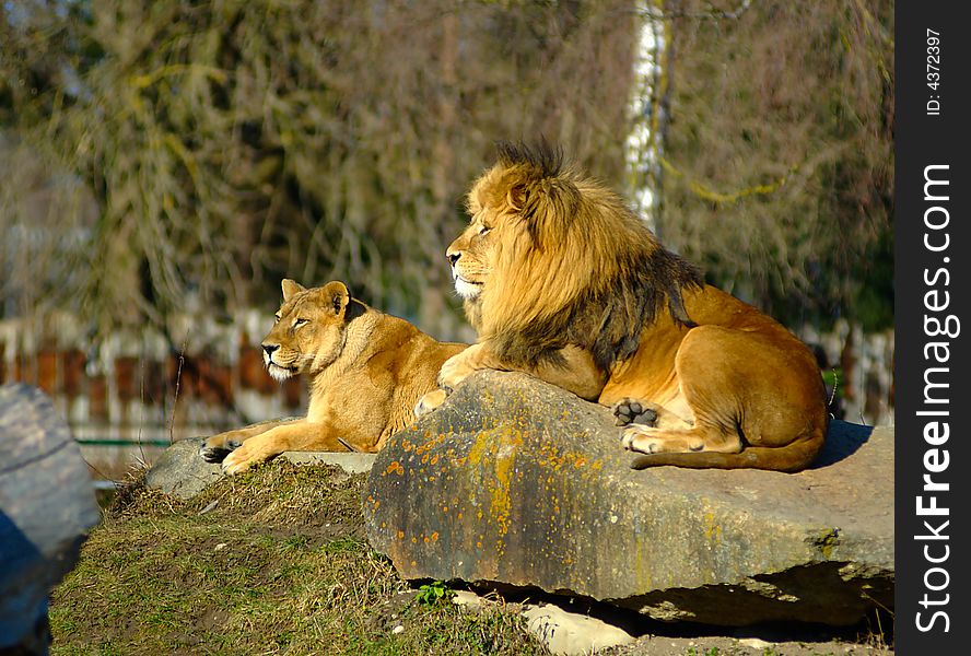 A lion couple enjoying the sun in a zoo. A lion couple enjoying the sun in a zoo.