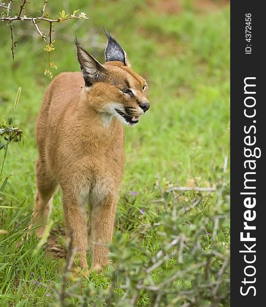 The Caracal is known to be very clever. The Caracal is known to be very clever