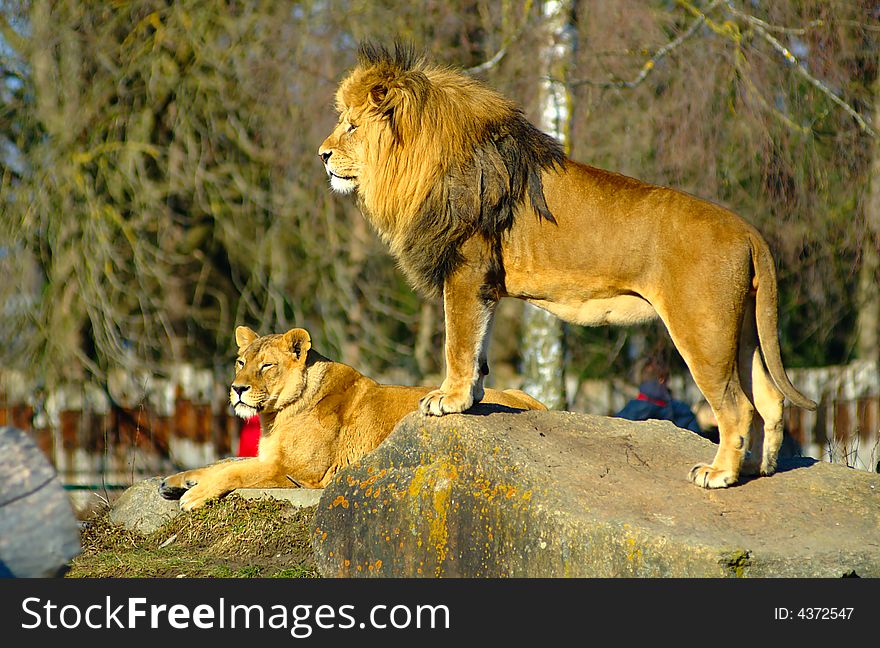 A lion couple enjoying the sun in a zoo. A lion couple enjoying the sun in a zoo.