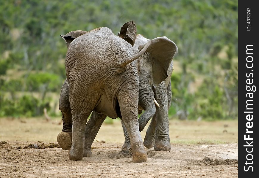 Young elephants practicing real fighting. Young elephants practicing real fighting