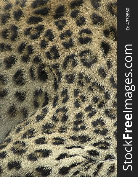 Fur Of Leopard