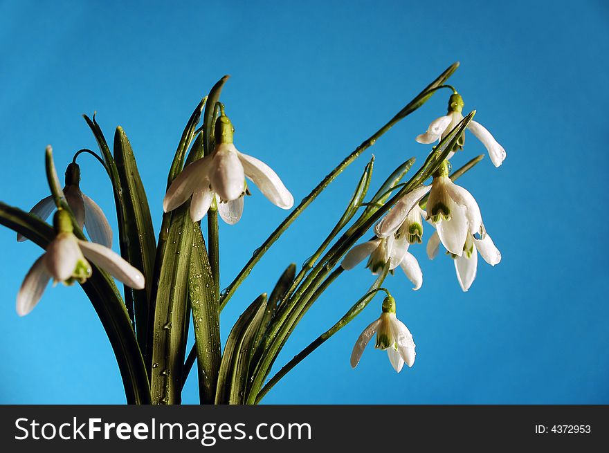 Fresh snowdrop flowers in spring. Fresh snowdrop flowers in spring