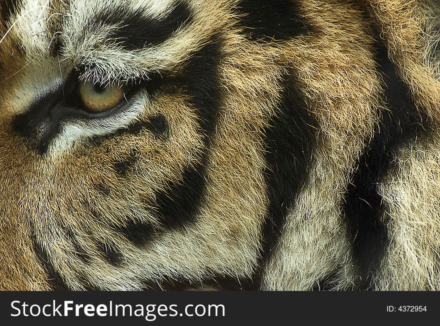 Eye of the siberian tiger. Eye of the siberian tiger