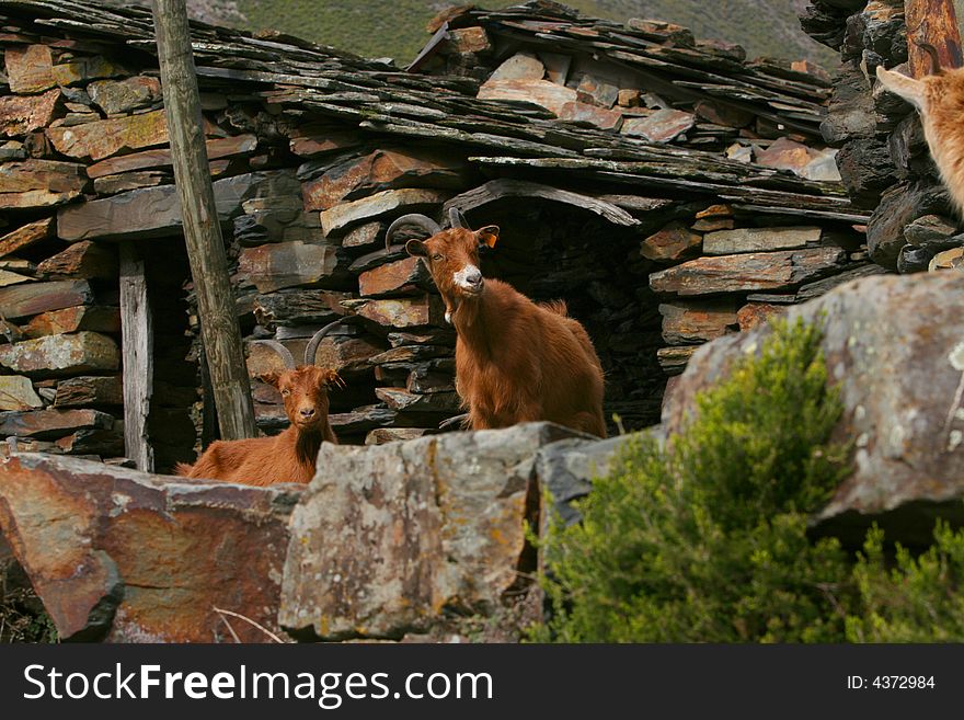 Goats watch up side of the rock