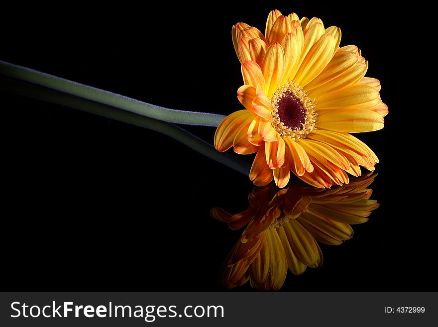 Orange and yellow gerbera