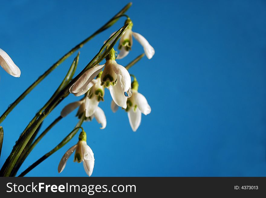 Fresh snowdrop flowers in spring. Fresh snowdrop flowers in spring