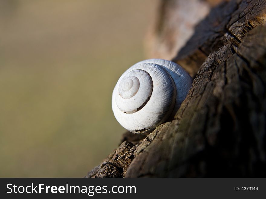 White single snail shell macro close up on the tree