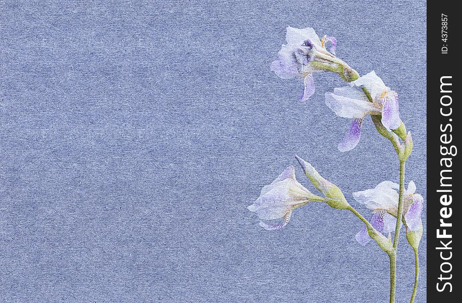 Collage of blue paper teture with iris flowers. Collage of blue paper teture with iris flowers