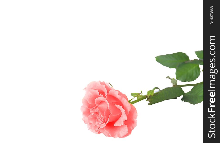 Pink Rose Isolated
