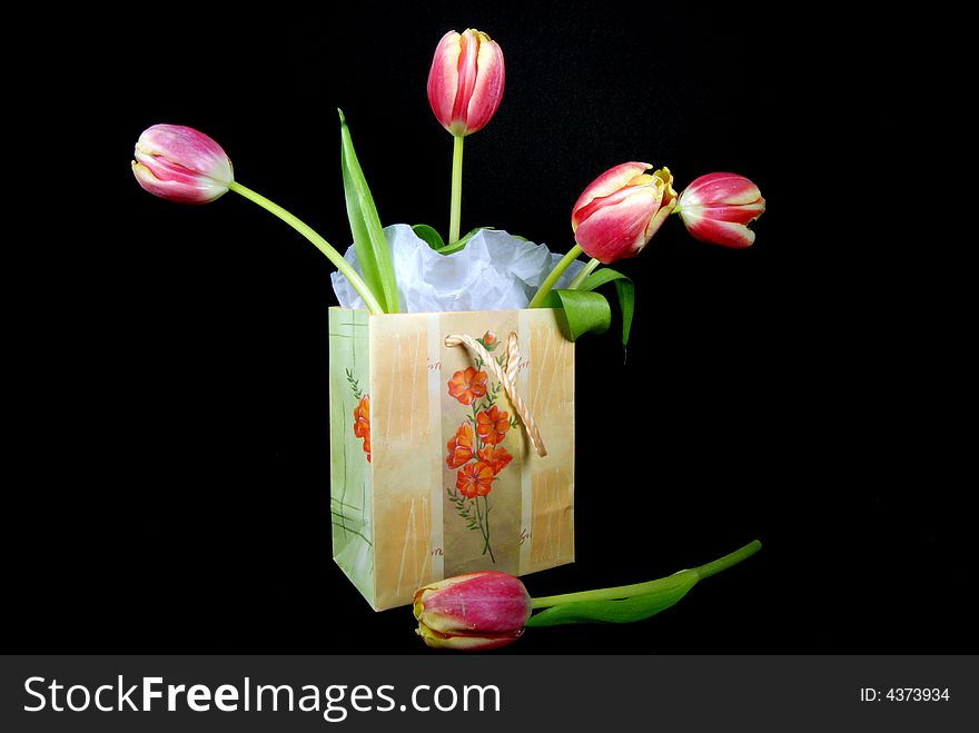 Fresh spring tulips in a gift bag. Fresh spring tulips in a gift bag.