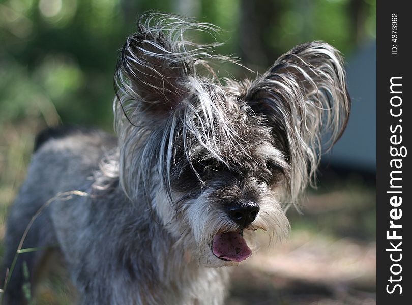 Portrait of the grey terrier