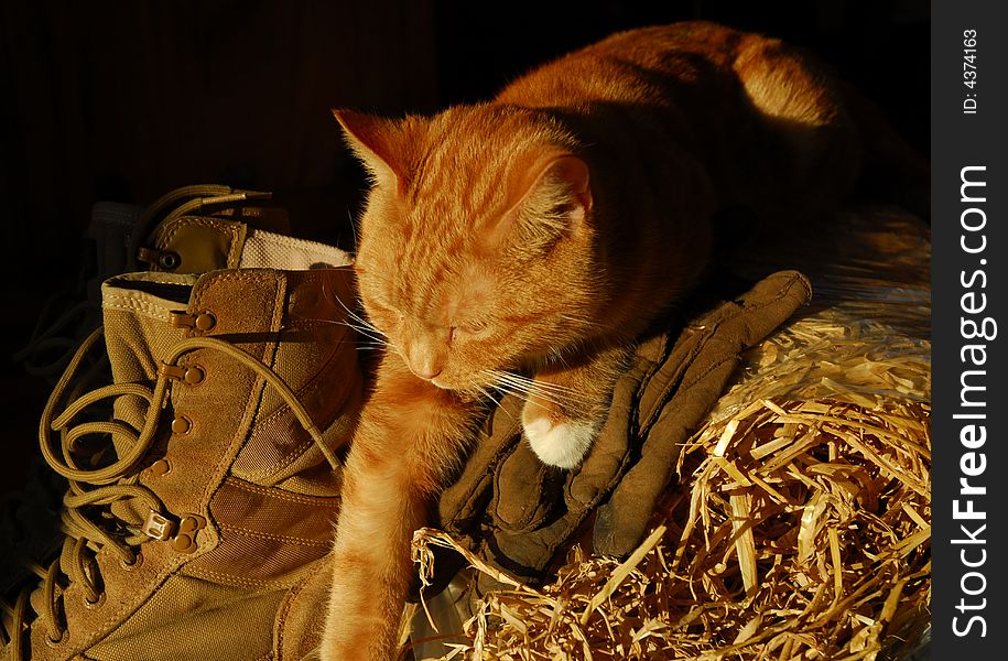 Ginger cat sitting on straw bale, gloves and boots. Ginger cat sitting on straw bale, gloves and boots.