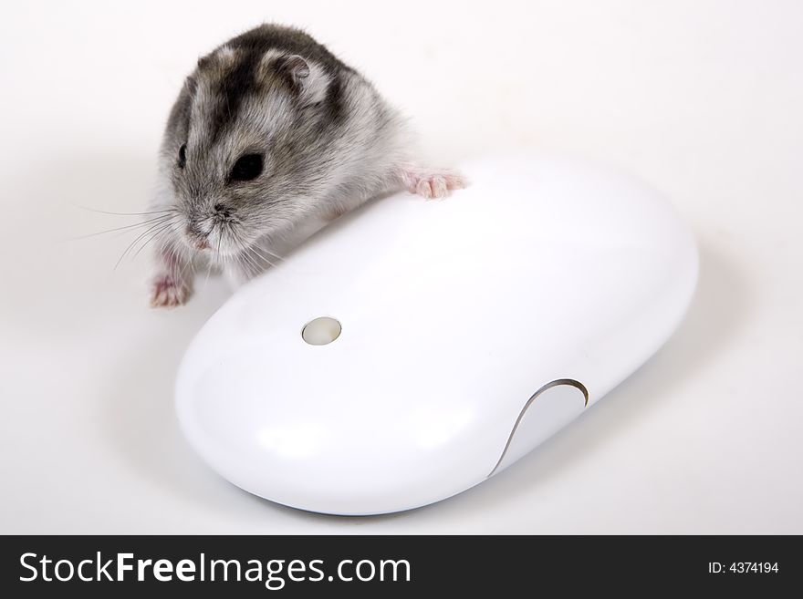 Computer mouse in the double sense