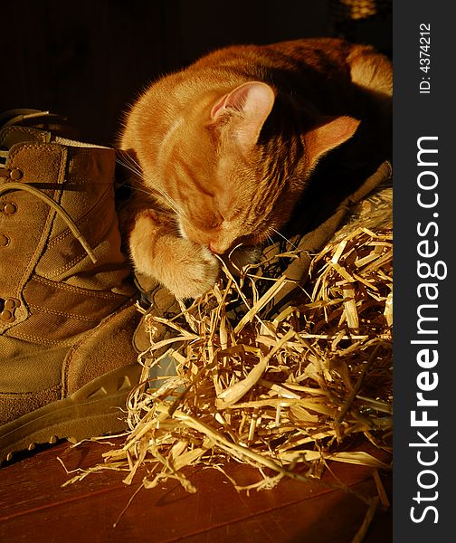 Ginger cat sitting on straw bale, gloves and boots licking his paw. Ginger cat sitting on straw bale, gloves and boots licking his paw.