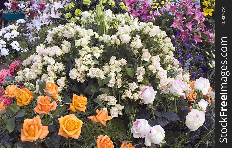 Blossoming bush of pink roses