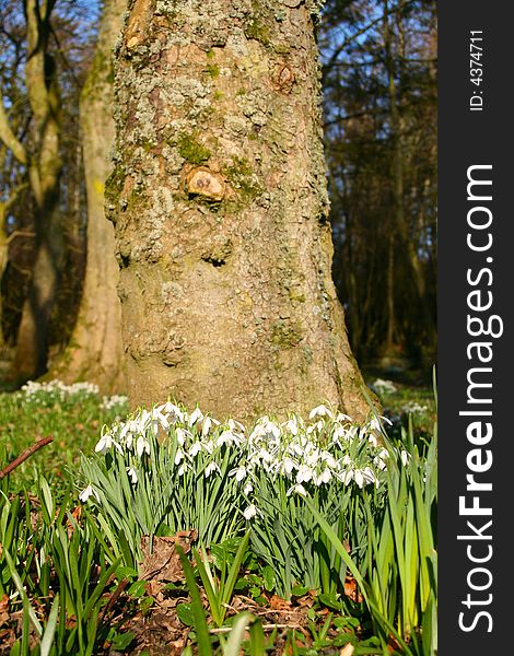 A clump of snowdrops around the base of a tree in a wood. A clump of snowdrops around the base of a tree in a wood