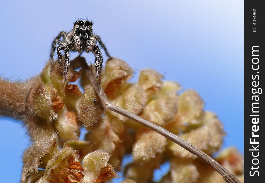 This little jumpspider looks a bit scared to walk over the small branch in front of him. This little jumpspider looks a bit scared to walk over the small branch in front of him.