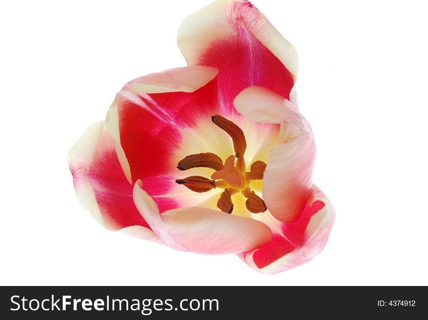 Open Pink Tulip Isolated on a white backgrund