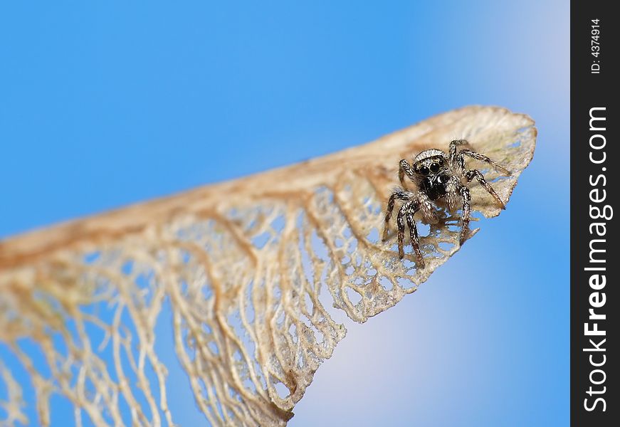 This little spider is sitting on a propellor semen. It just looks like an airplane wing. This little spider is sitting on a propellor semen. It just looks like an airplane wing.