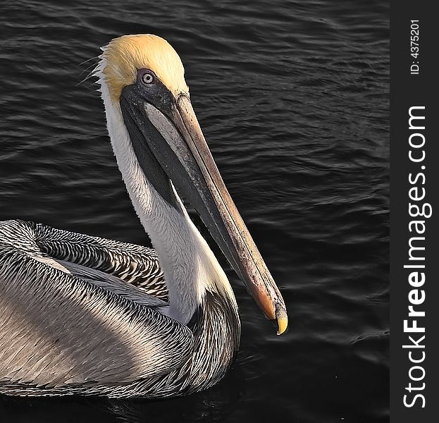 A beautiful colored brown pelican is slowly swimming in the ocean. A beautiful colored brown pelican is slowly swimming in the ocean