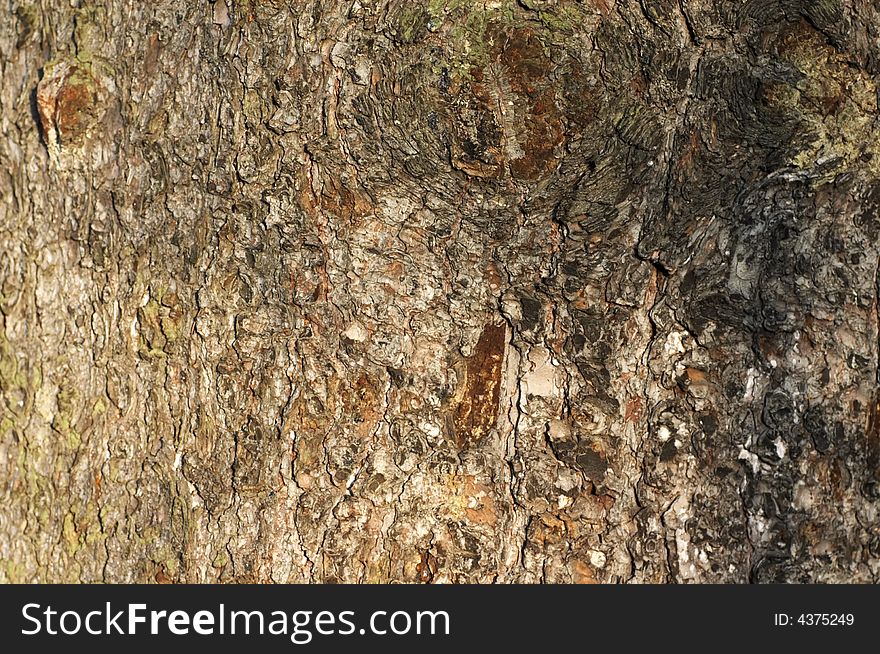 The tree bark texture background