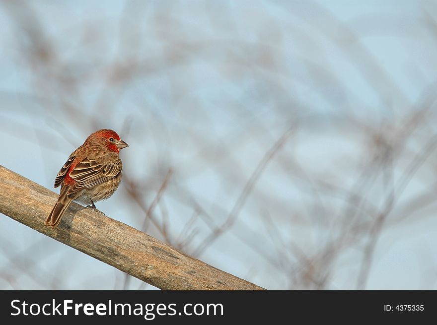 A house finch perched on an old bare limb on a winter day. A house finch perched on an old bare limb on a winter day.